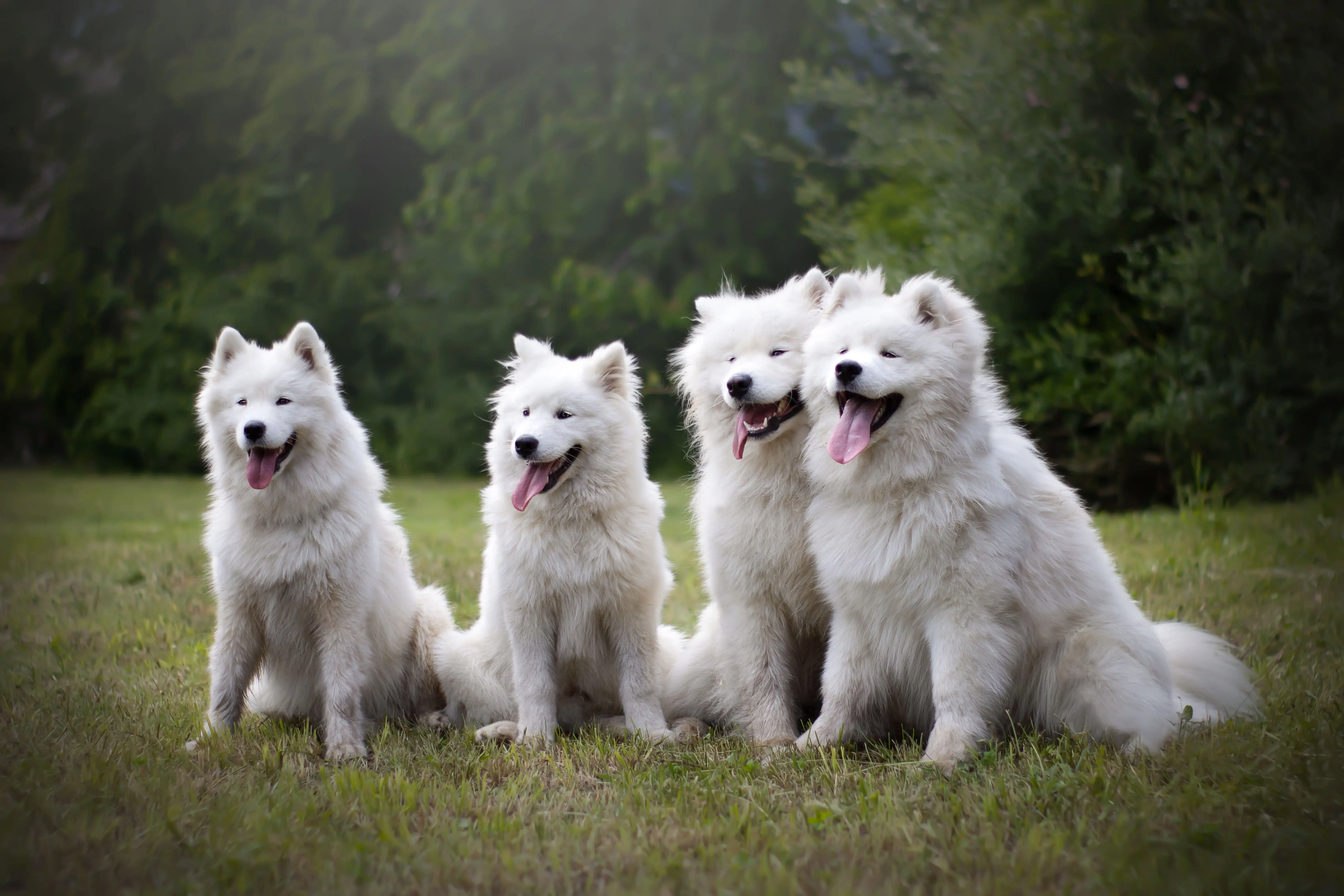 the samoyeds